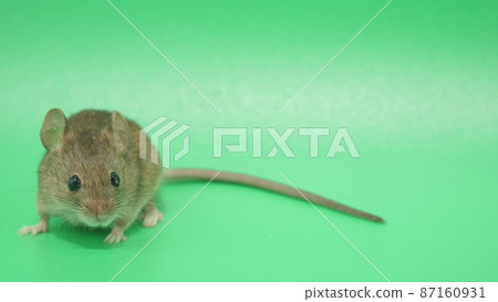 Mice that carry various bacteria Mice that carry various bacteria 87160931