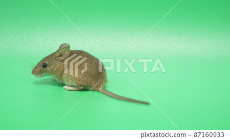 A small mouse that lives in a house A small mouse that lives in a house 87160933