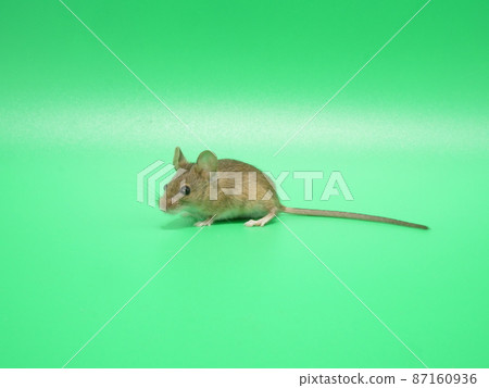 Unsanitary mouse Unsanitary mouse 87160936