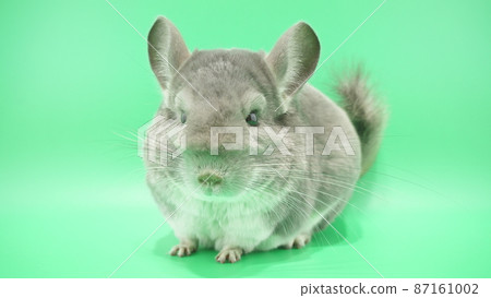 One chinchilla sitting a little One chinchilla sitting a little 87161002