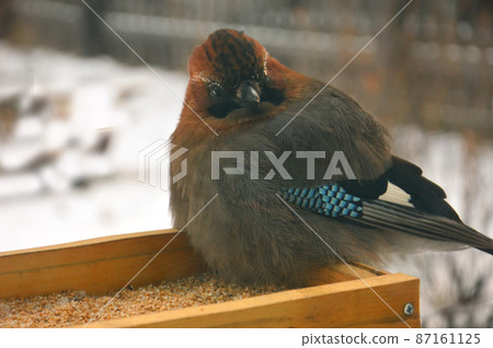 Jay (lat. Garrulus glandarius) is a bird of the genus of jays of the Vranov family of the order sparrow-like. The bird is sitting on a wooden feeder, into which grain is poured.  87161125