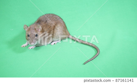 Rat that looks like a rat Rat that looks like a rat 87161141
