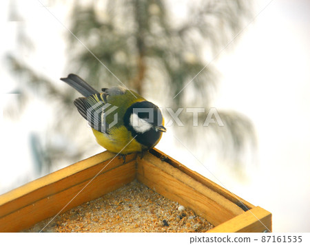 The great tit (Latin: Parus major), is a widespread bird from the family of tits, the order of passerines.. The bird is sitting on a wooden feeder, into which grain is poured. 87161535