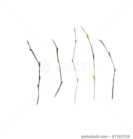 Cute watercolor clipart pussy willow branch illustration for decor, cards Cute watercolor clipart pussy willow branch illustration for decor, cards 87161556