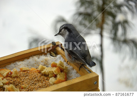 The common nuthatch or coachman (Latin Sitta europaea) is a small bird from the family of nuthatches. The bird is sitting on a wooden feeder, which is filled with grain and small pieces of bread. The common nuthatch or coachman (Latin Sitta europaea) is a small bird from the family of nuthatches. The bird is sitting on a wooden feeder, which is filled with grain and small pieces of bread. 87161677