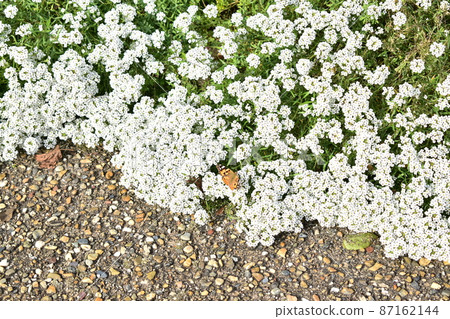 Butterflies Stuck in a Flower Butterflies Stuck in a Flower 87162144