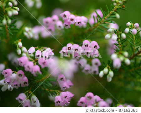 可愛的粉紅色花朵 [Erica canaliculata] 87162363