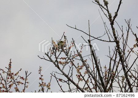 White-eye dancing in the plum garden White-eye dancing in the plum garden 87162496
