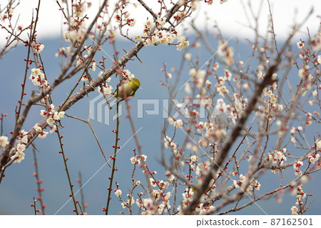 White-eye dancing in the plum garden White-eye dancing in the plum garden 87162501