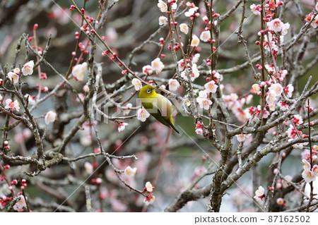 White-eye dancing in the plum garden White-eye dancing in the plum garden 87162502