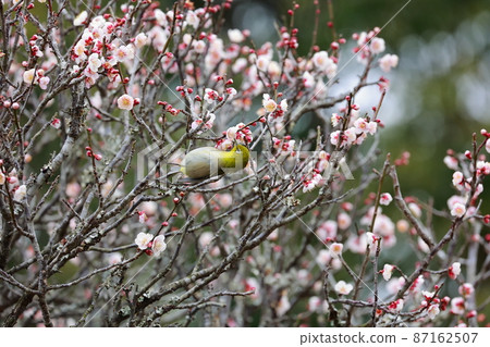 White-eye dancing in the plum garden 87162507