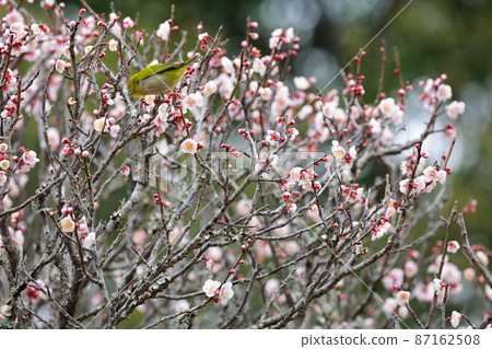 White-eye dancing in the plum garden 87162508