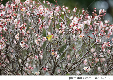 White-eye dancing in the plum garden 87162509