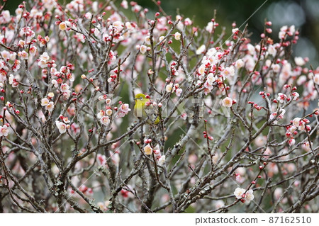 White-eye dancing in the plum garden 87162510