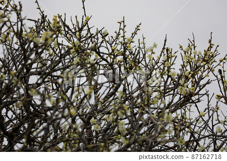 Wild birds in Nanrakuen 87162718