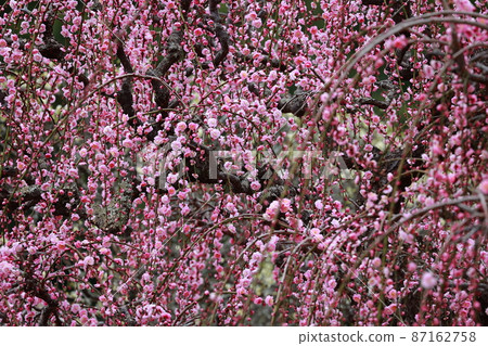 Weeping plums in Nanrakuen 87162758