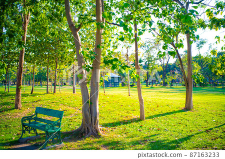 Sunset in city green park with tree nature landscape Sunset in city green park with tree nature landscape 87163233