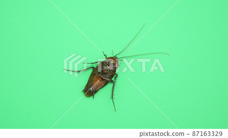 Cockroach turned over Cockroach turned over 87163329