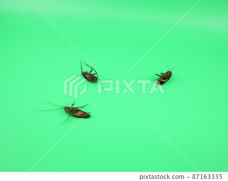 Multiple cockroaches turned over Multiple cockroaches turned over 87163335