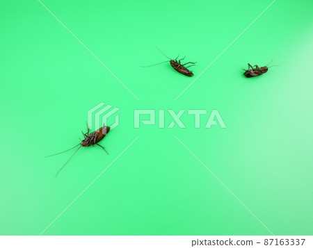 Get rid of cockroaches all at once 87163337