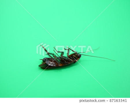The corpse of a black pest that haunts the house 87163341