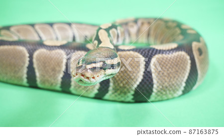 Ball python with its head lifted Ball python with its head lifted 87163875