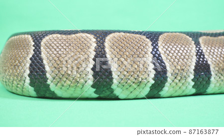 Thick ball python body Thick ball python body 87163877
