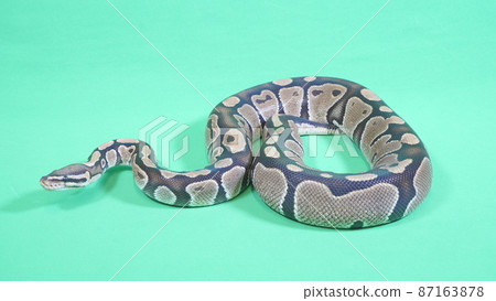 Adult size ball python 87163878