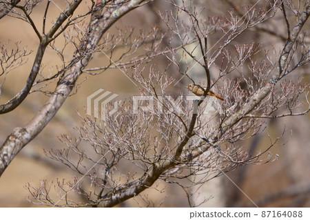Redstart waiting for spring 87164088