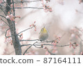 Cherry-blossom viewing 87164111