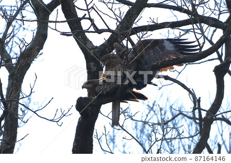 Two black kites at the Oppe River, Kawajima-cho, Hiki-gun, Saitama Prefecture 87164146
