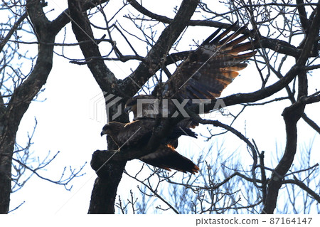 Two black kites at the Oppe River, Kawajima-cho, Hiki-gun, Saitama Prefecture 87164147