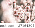 Plum blossoms 87164205