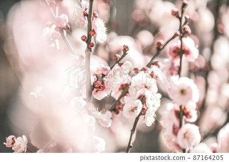 梅花 梅花 87164205