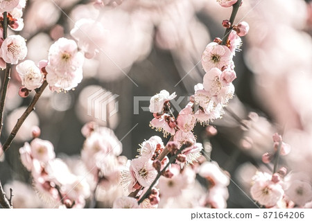 有李子的風景 有李子的風景 87164206