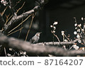 Brown-eared Cherry-blossom viewing 87164207
