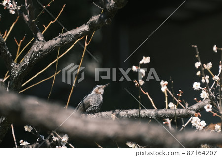 Brown-eared Cherry-blossom viewing Brown-eared Cherry-blossom viewing 87164207