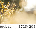 Shining Japanese allspice 87164208