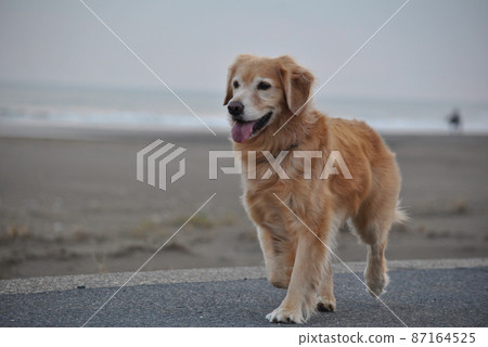 Cute dog walking on the beach 87164525