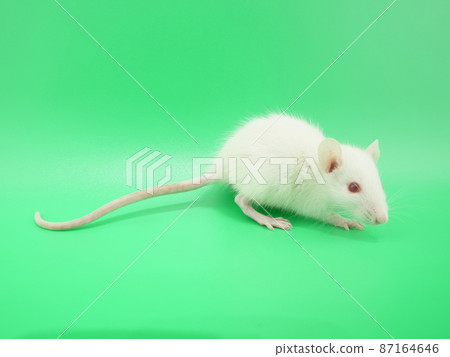 Child albino rat Child albino rat 87164646