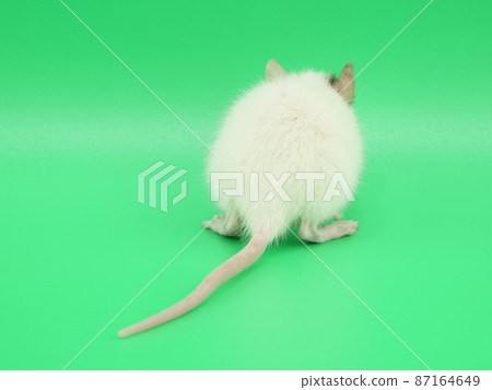 Back view of rat Back view of rat 87164649
