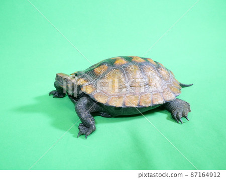 日光浴時的日本池塘龜 日光浴時的日本池塘龜 87164912