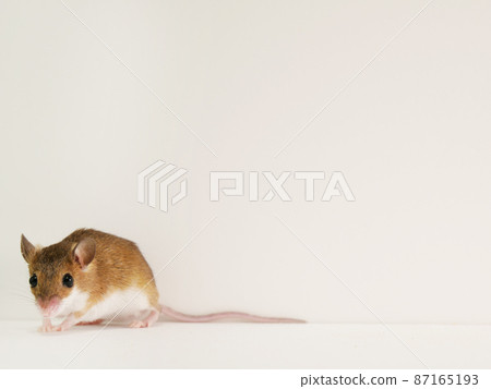 Small body african rat Small body african rat 87165193