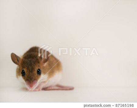 A little vigilant African rat A little vigilant African rat 87165198
