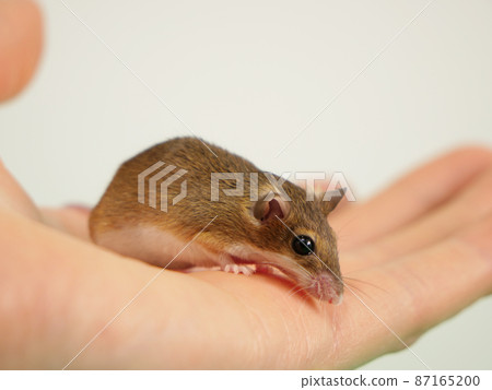 Hand-riding African Chibi rat Hand-riding African Chibi rat 87165200