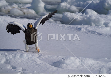 Steller's sea eagle walking through the snow Steller's sea eagle walking through the snow 87165828