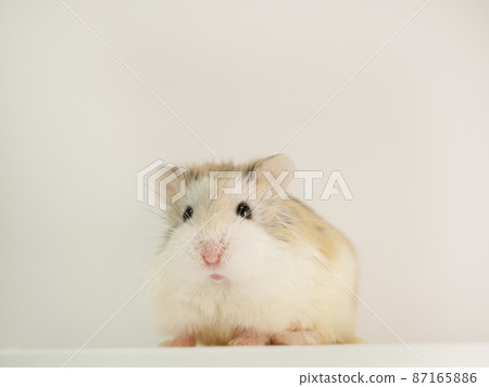 Roborovski hamster, the smallest hamster in the world Roborovski hamster, the smallest hamster in the world 87165886