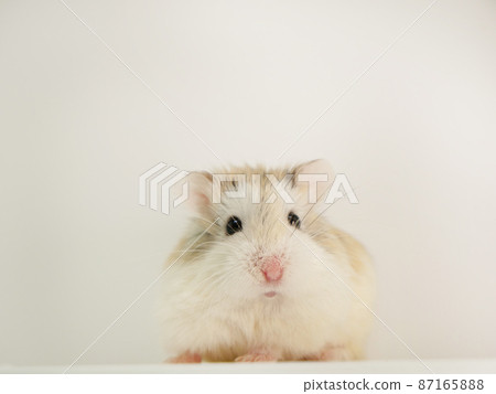 Roborovski hamster with a small body [adult] 87165888