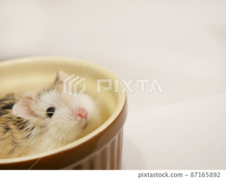 Roborovski hamster in a pottery bowl Roborovski hamster in a pottery bowl 87165892