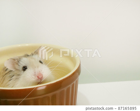 Hamster looking up 87165895